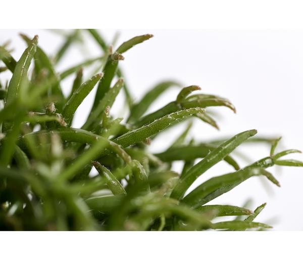 Korallenkaktus - Rhipsalis cassutha,