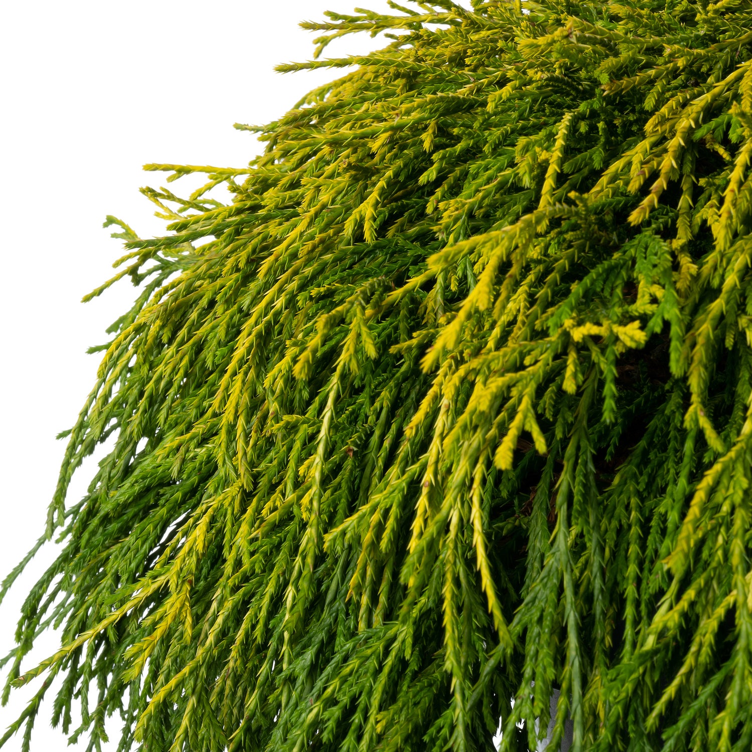 Dwergcipres (Chamaecyparis pisifera 'Sungold') D 23 H 40 cm