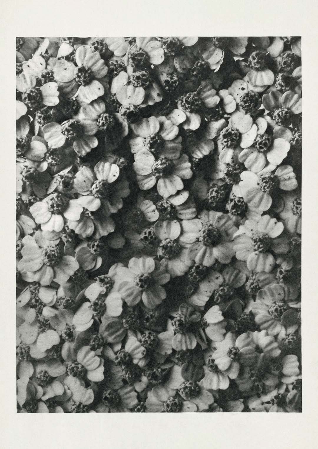 Karl Blossfeldt Photogravüre Nr 68