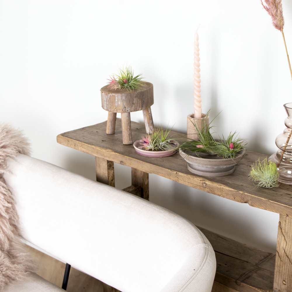 10x tillandsia mix - plantes aériennes - plante d'intérieur - facile d'entretien