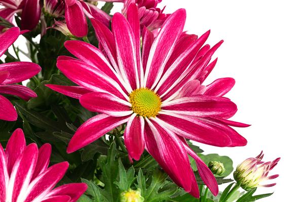 Chrysantheme 'Rainbow Carousel'
