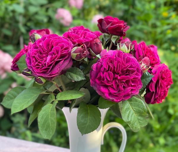 Nostalgie-Edelrose 'Deep Secret'