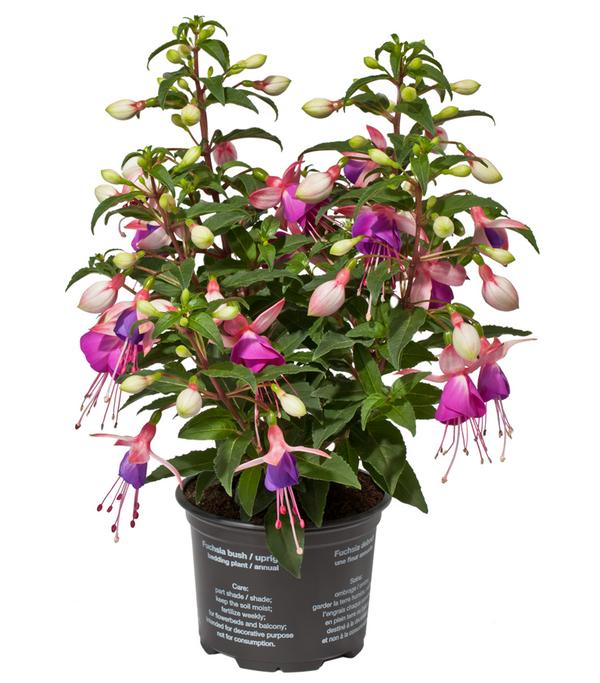 Fuchsie, stehend, verschiedene Sorten