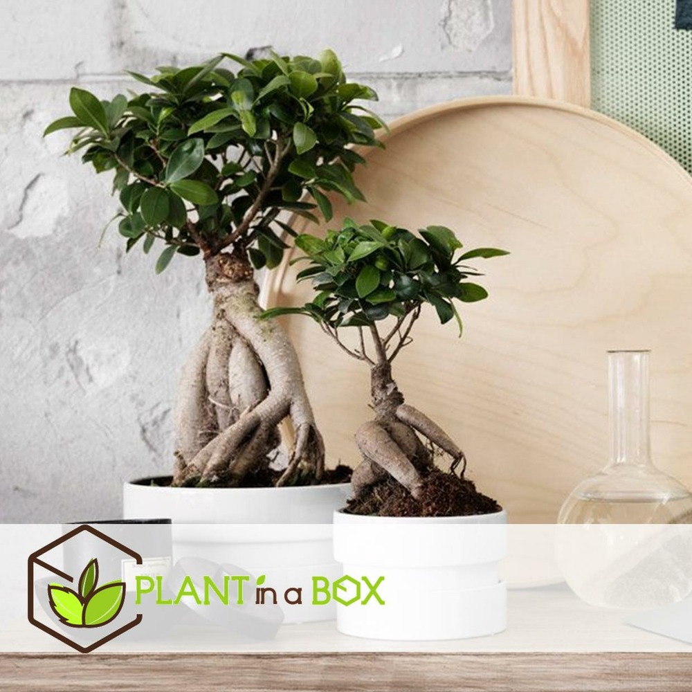 Bonsai ficus ginseng - set de 2 - pot 12cm - hauteur 30-40cm
