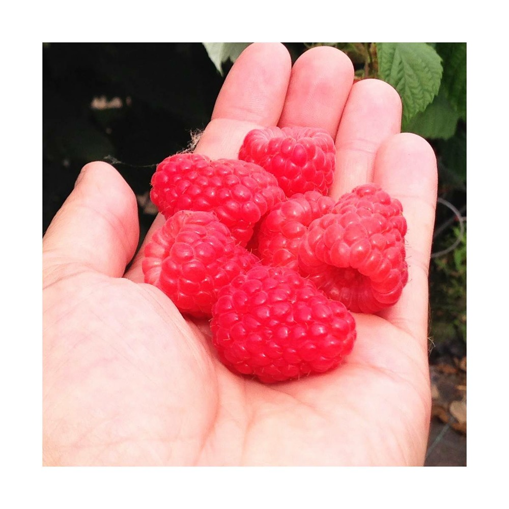 Framboisier idaeus versailles®/rubus idaeus versailles®[-]pot de 5l - 40/60 cm