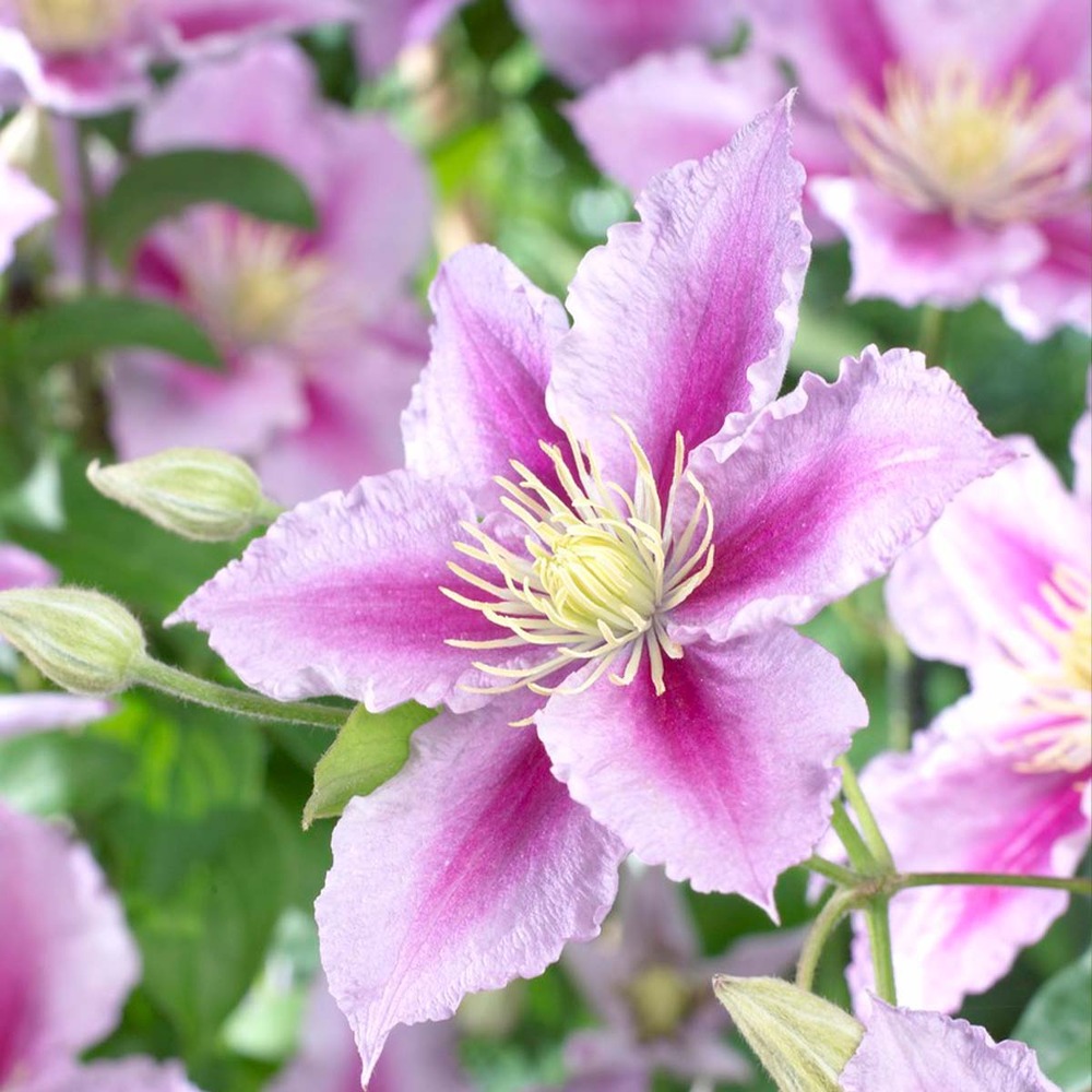 Clematis piilu – liane des bois à grandes fleurs – plante grimpante – rustique - ⌀15 cm - ↕60-70 cm
