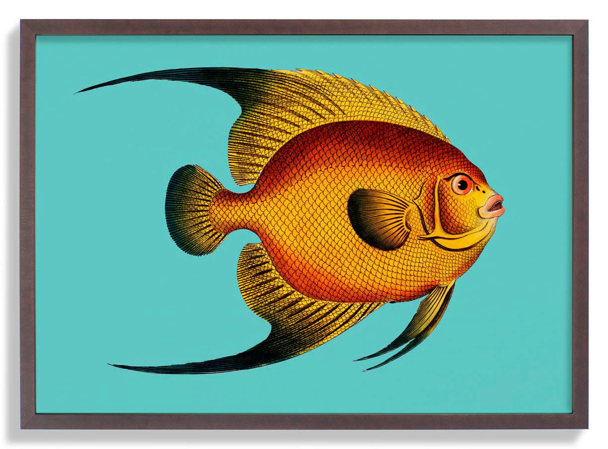 Türkisfarbener Fisch