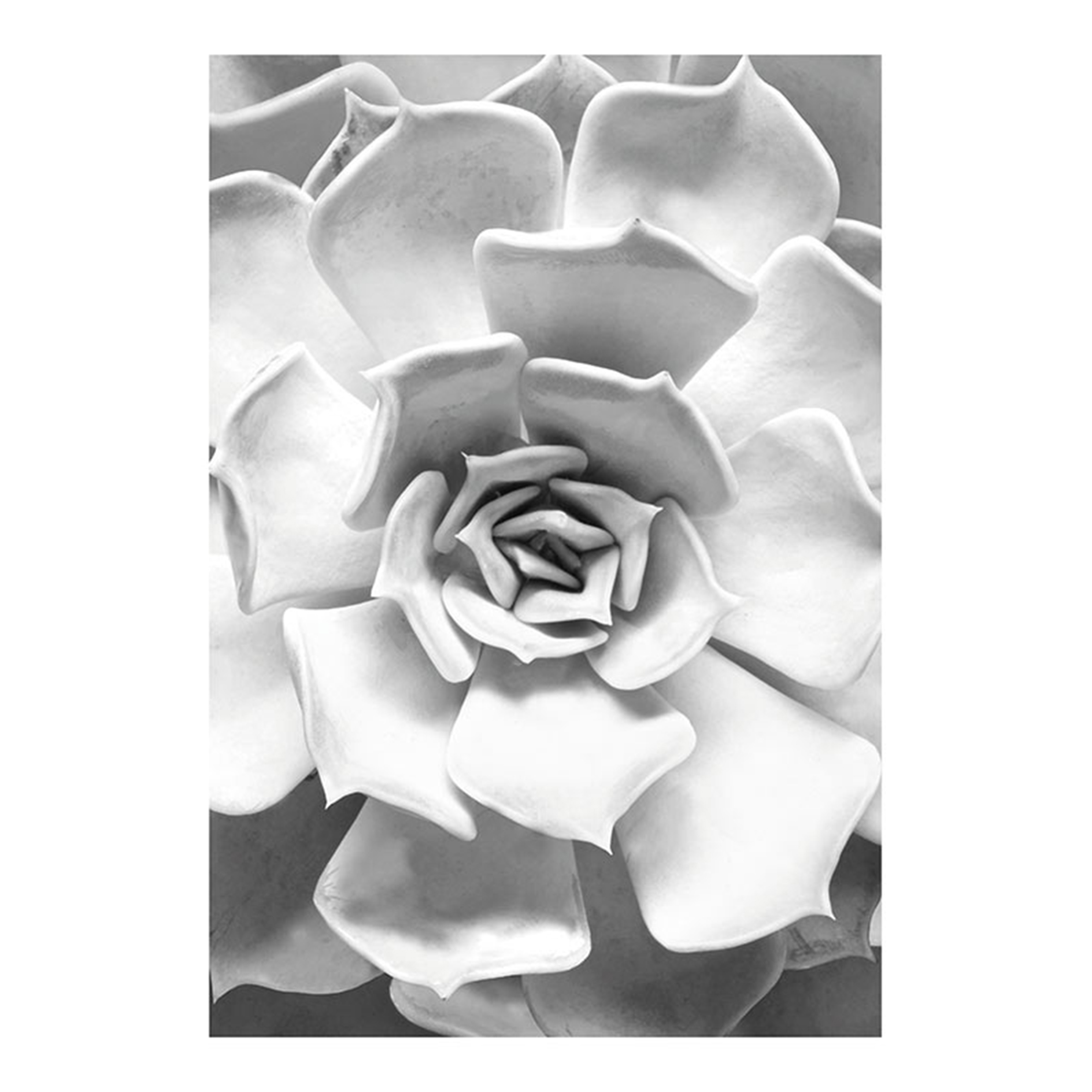 Wandbild SUCCULENT CLOSEUP - schwarz-weiß-grau - 50x70 cm