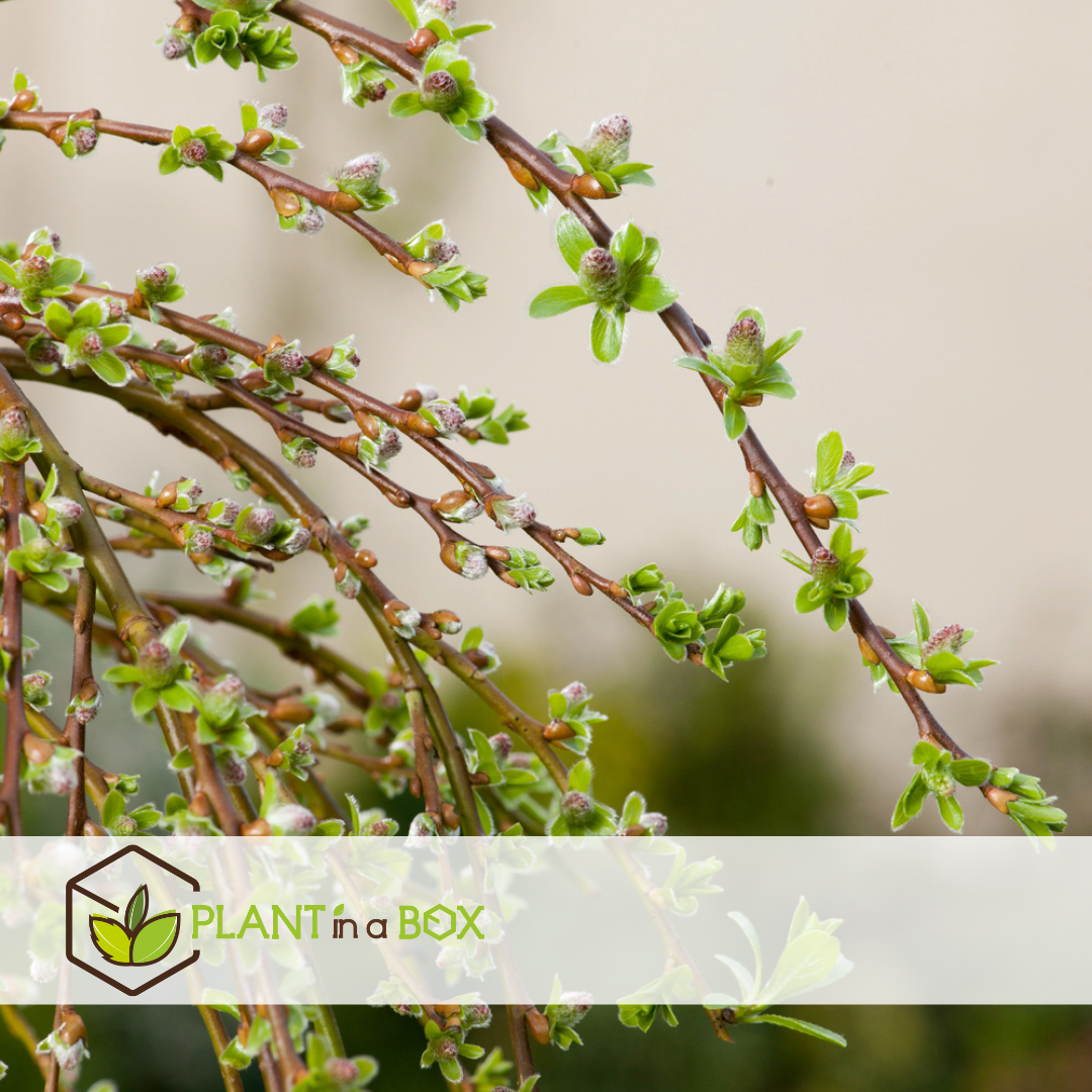 Salix arbuscula - saule nain - arbre - ⌀19 cm - hauteur 80-90 cm