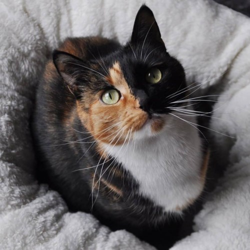 Cama redonda para animais de estimação, marrom