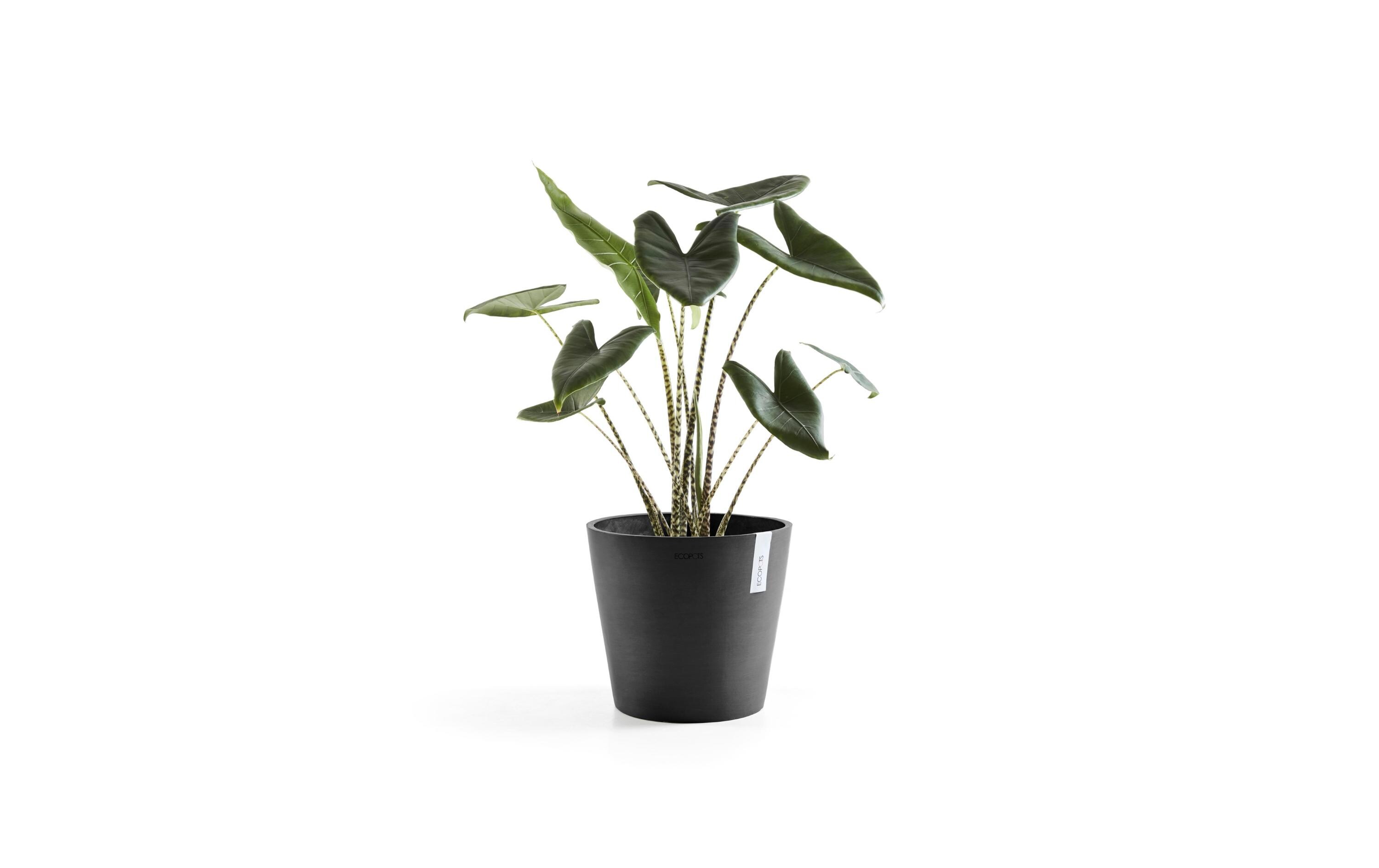 Pflanzentopf Amsterdam 30, DunkelgrauRobuster und langlebiger Blumentopf