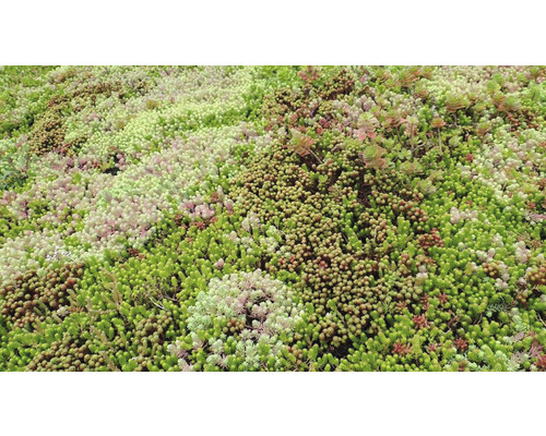 Kiepenkerl DSV 630 gazonzaad voor groene daken III, kruidenmix, 1 kg, 200 m²