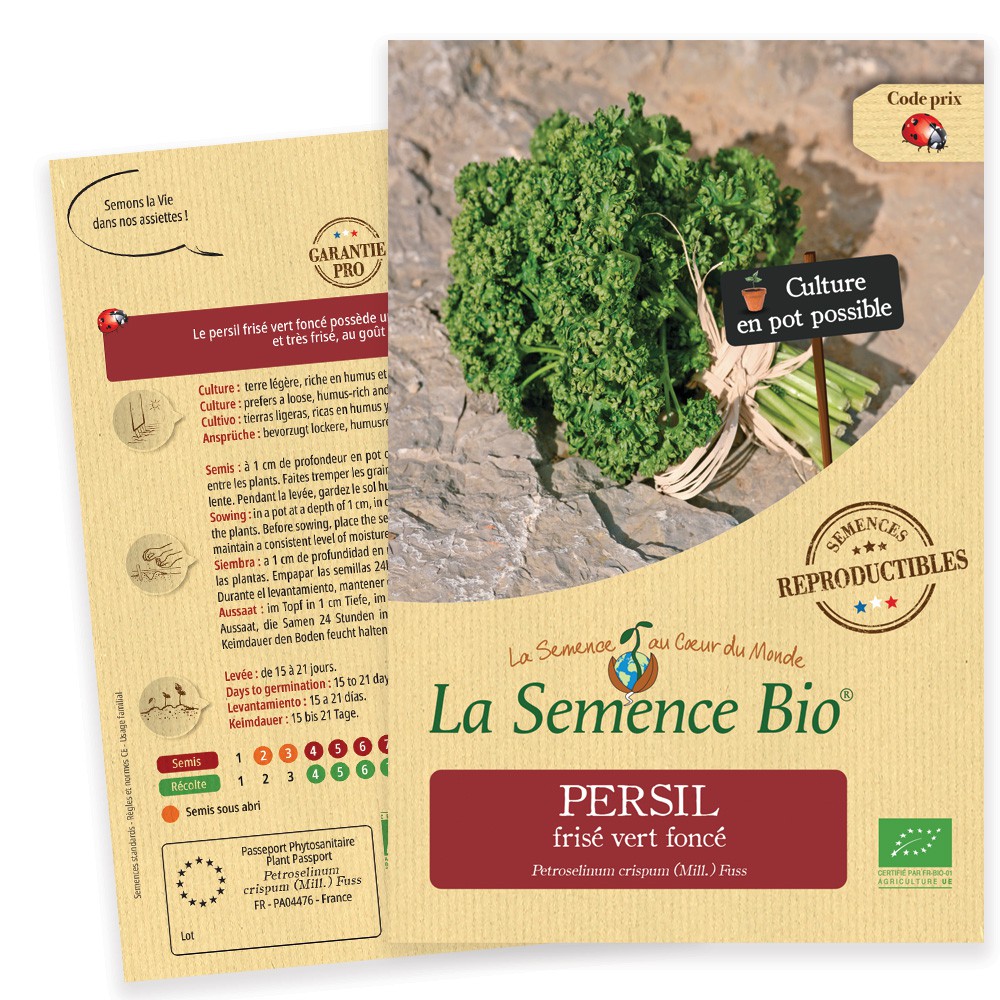 Persil frisé vert foncé moskrul 2 bio