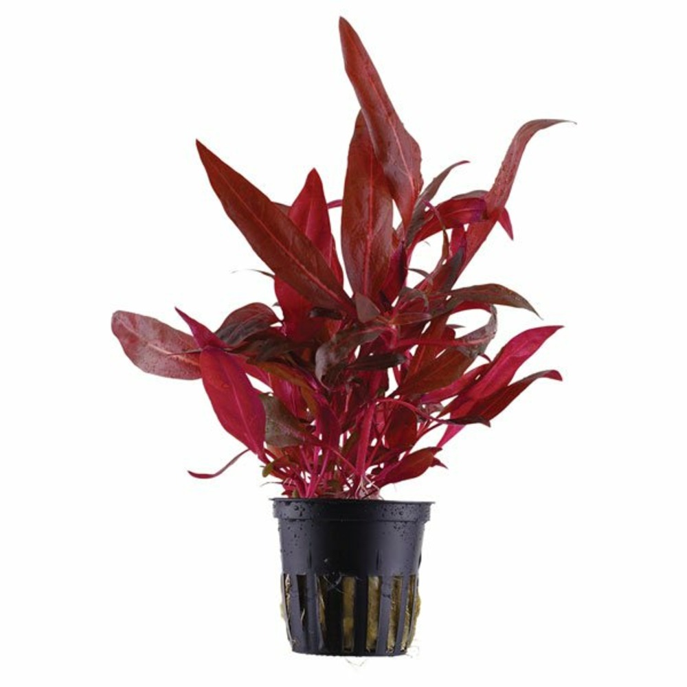 Alternanthera reineckii rosanervig