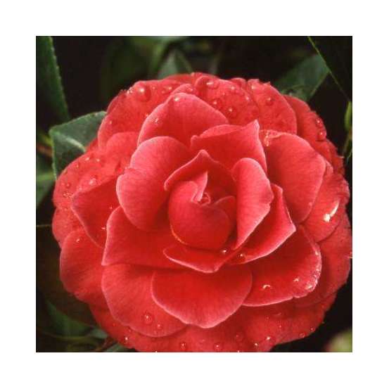 Camellia 'Black Lace' : H 40/50 cm, ctr 3 Litres