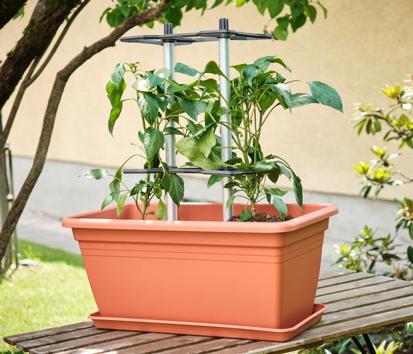 Gusta Garden Rankhilfe Chili Buddy, ca.