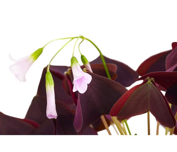 Dreieckiger Glücksklee - Oxalis triangularis