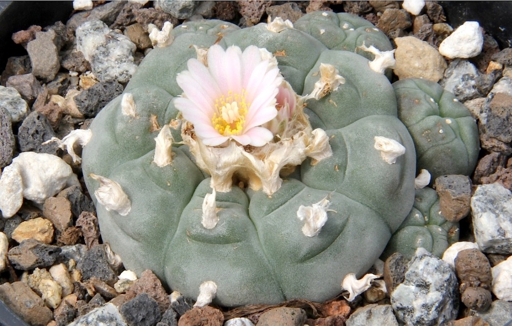 Peyotl - 20 graines - avec substrat - lophophora williamsii