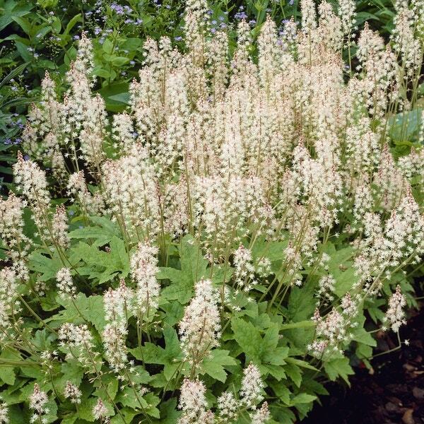 Schuimbloem (Tiarella cordifolia) D 9 H 10 cm