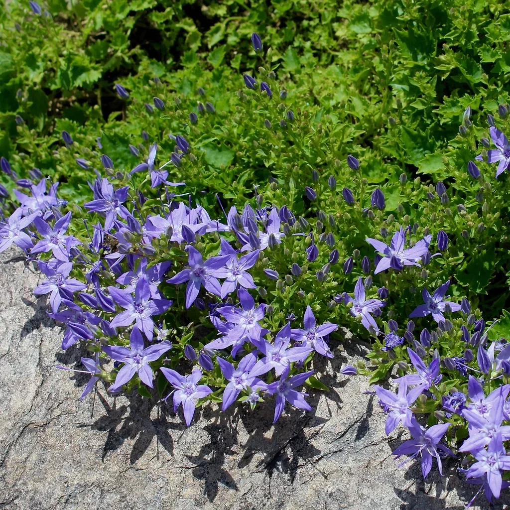 Campanula poscharskyana Stjerneklokke Ø11 cm