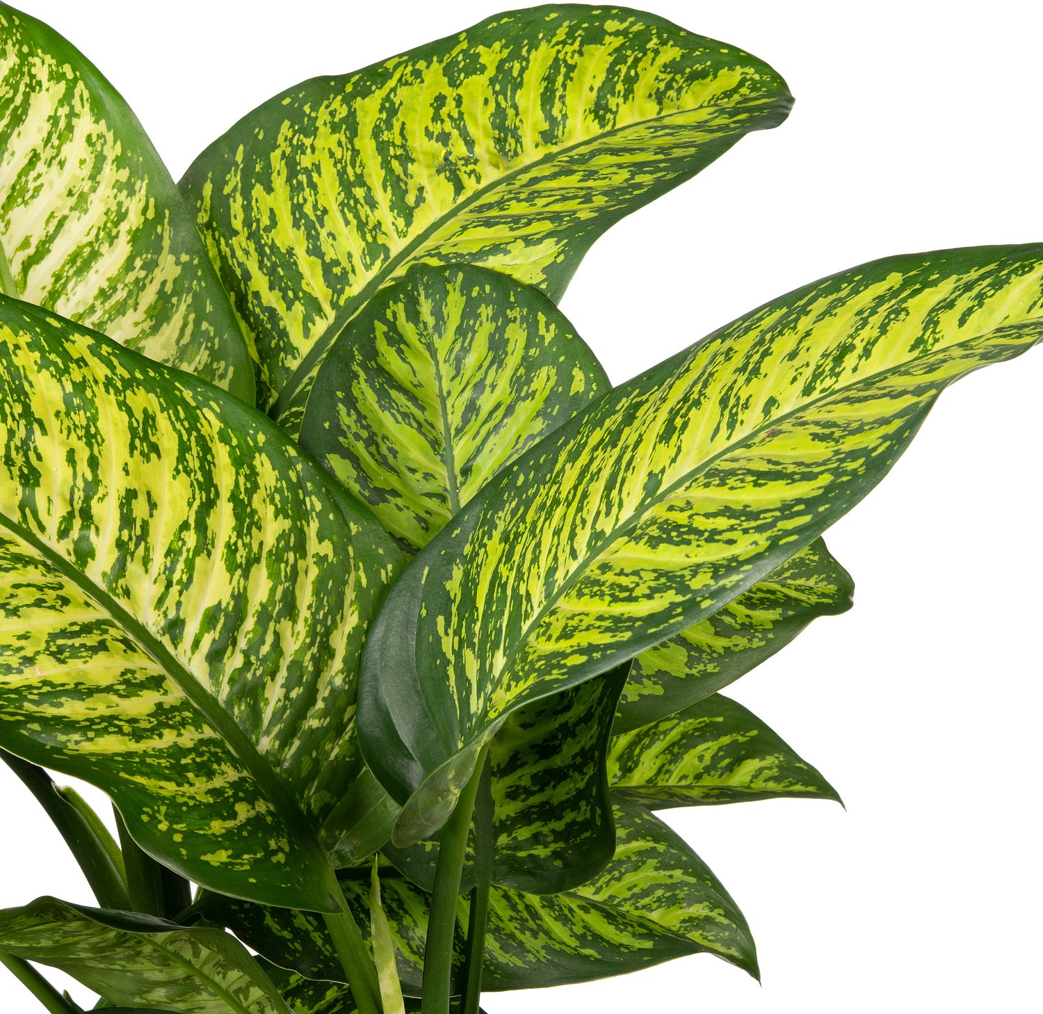 Dieffenbachia (Dieffenbachia seguine 'Tropic Jewel') D 35 H 130 cm