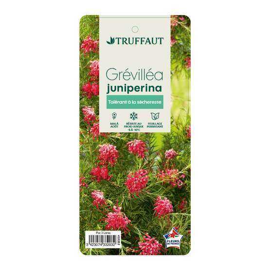 Grevillea juniperina : conteneur 3 litres