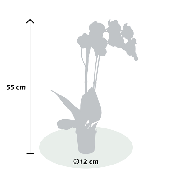 PHALAENOPSIS INDEPENDENCE 2 TIGES D12 H55