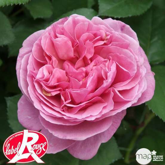 Rosier buisson 'Line Renaud®' (Meiclusif) Label Rouge: pot de 5 litres
