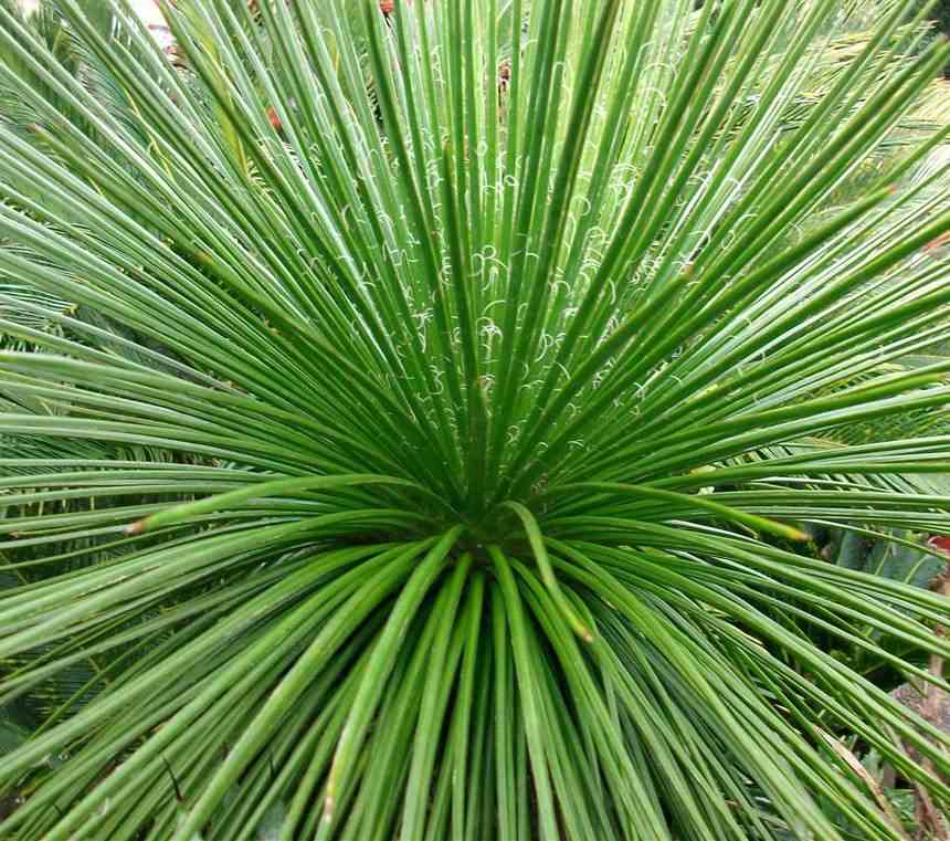 Agave geminiflora jaune - taille pot de 5 litres