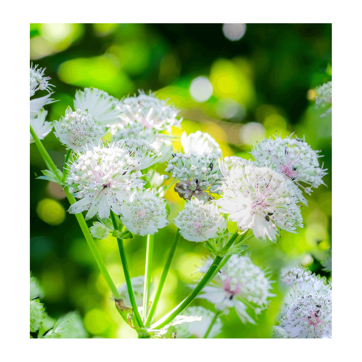 Astrance major shaggy/astrantia major 'shaggy'[-]godet