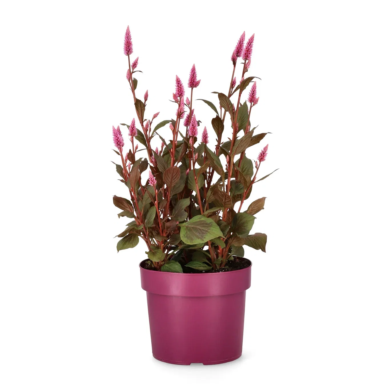 Celosia Celosia 'Wild Pink' Ø19 cm
