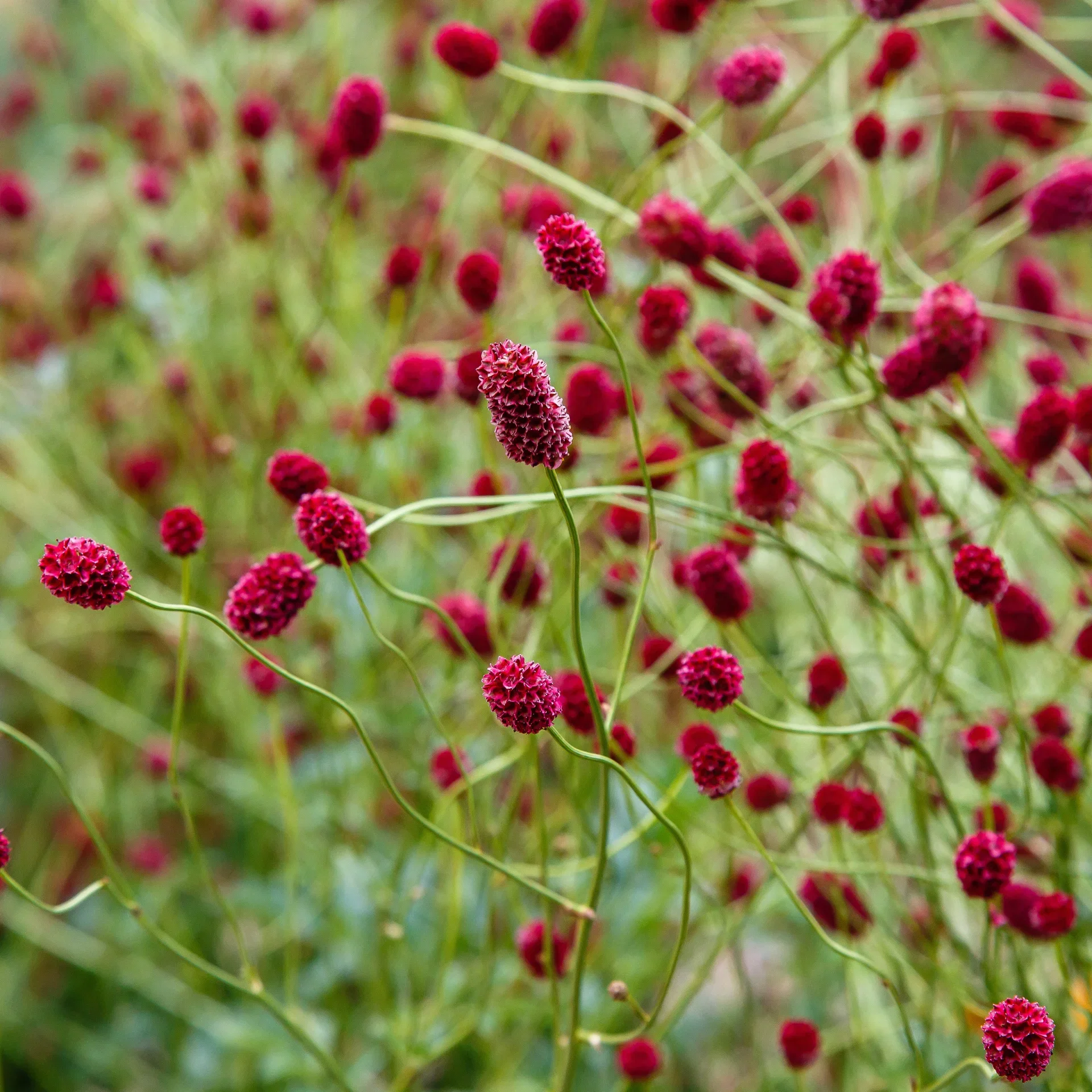 Sanguisorba 'Proud Mary' Blodtopp 'Proud Mary' Ø11 cm