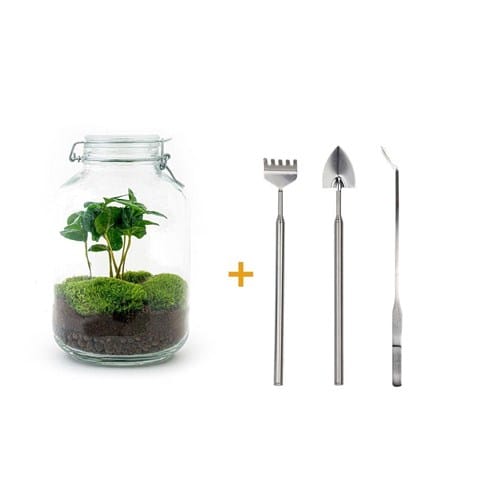 Kit terrarium diy - oslo