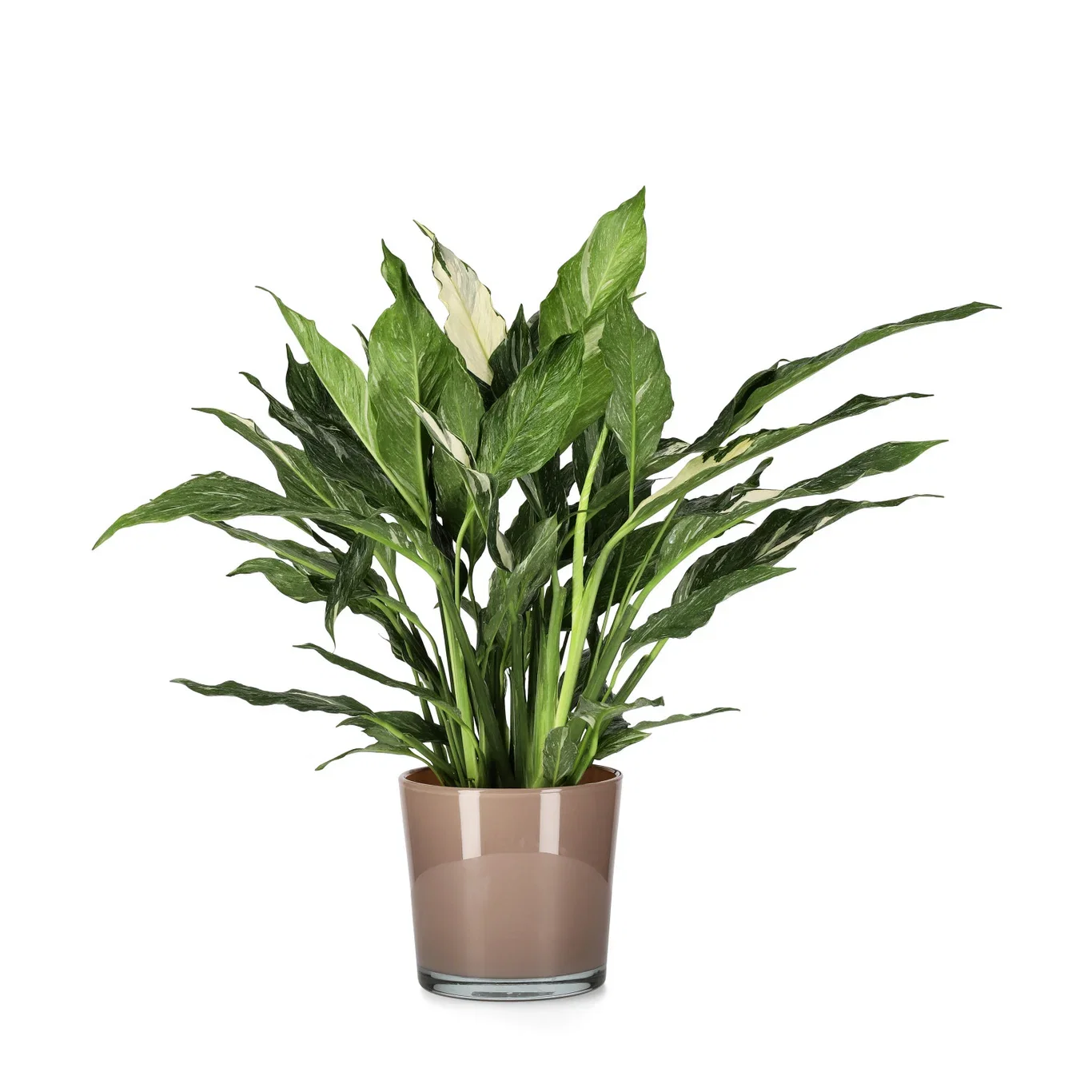 Spathiphyllum spp. 'Diamond' Fredslilje 'Diamond' Høyde 45 cm