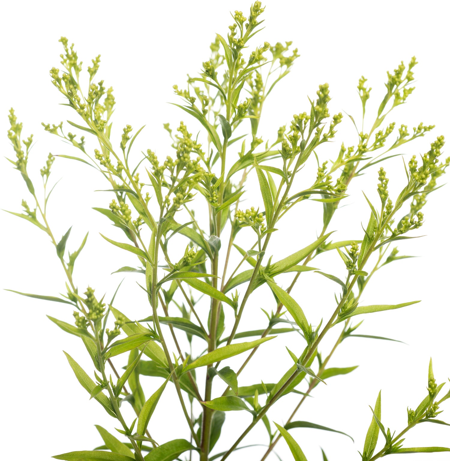 Guldenroede (Solidago 'Strahlenkrone') D 11 H 10 cm