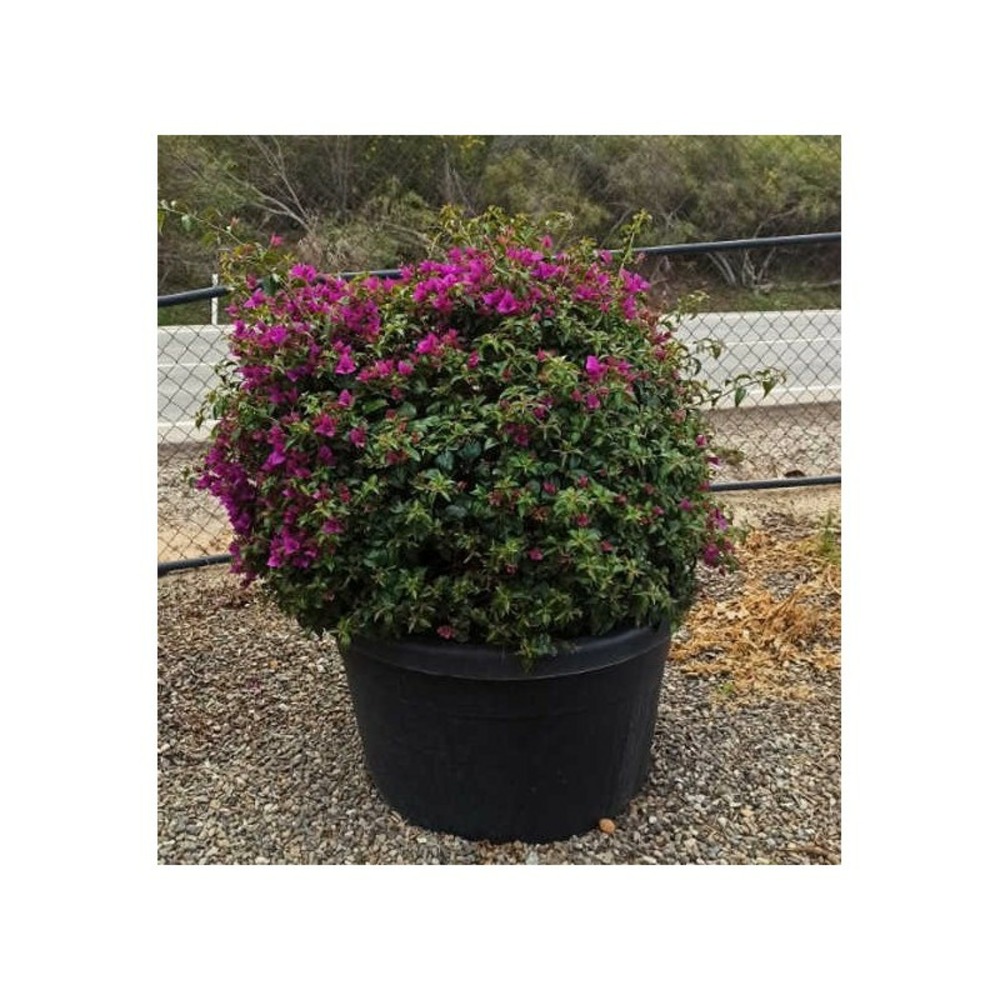 Bougainvillea glabra 'sanderiana' (bougainvillier) rose - taille pot de 180l forme boule 150/175cm