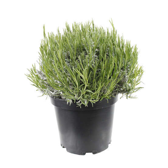 Lavandula angustifolia : H. 40/50 ctr 7/10 litres - Coloris variables