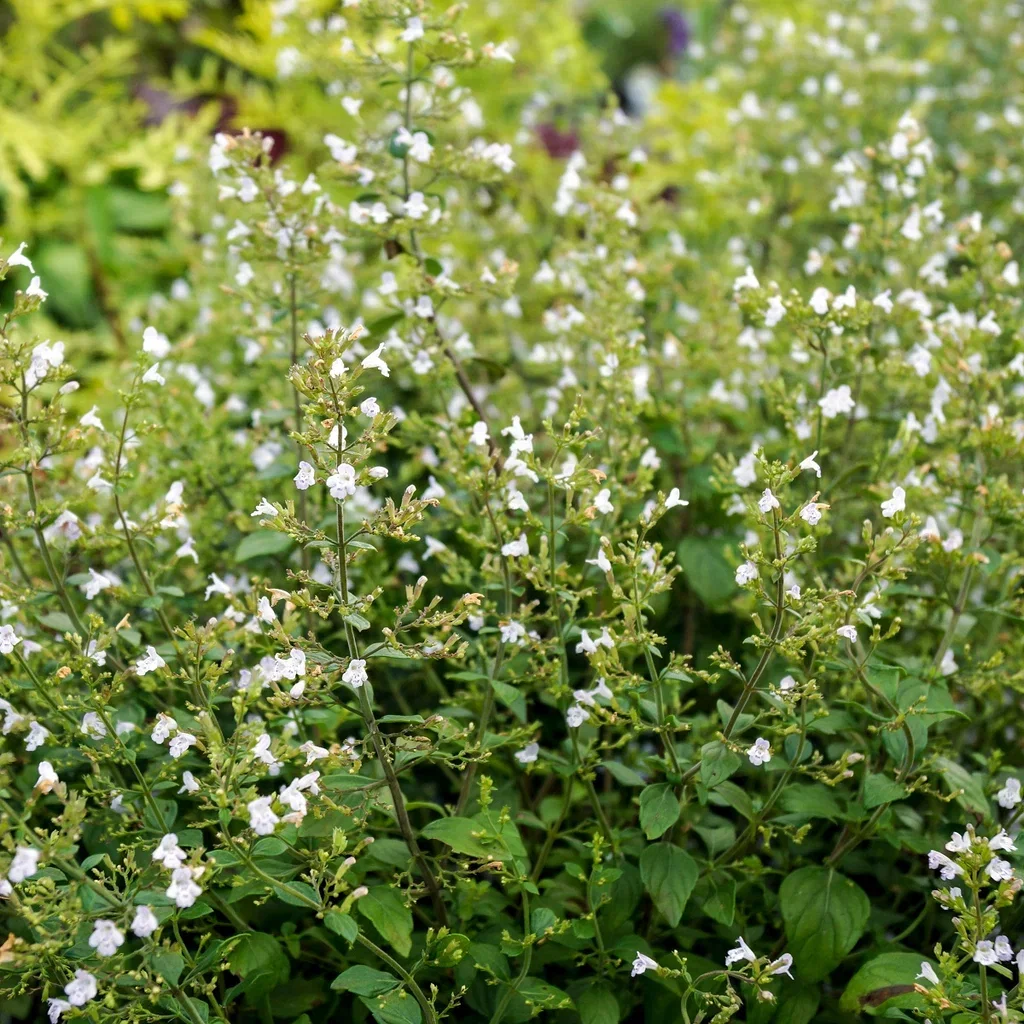Calamintha nepeta ssp. Nepeta Kalamint Ø11 cm