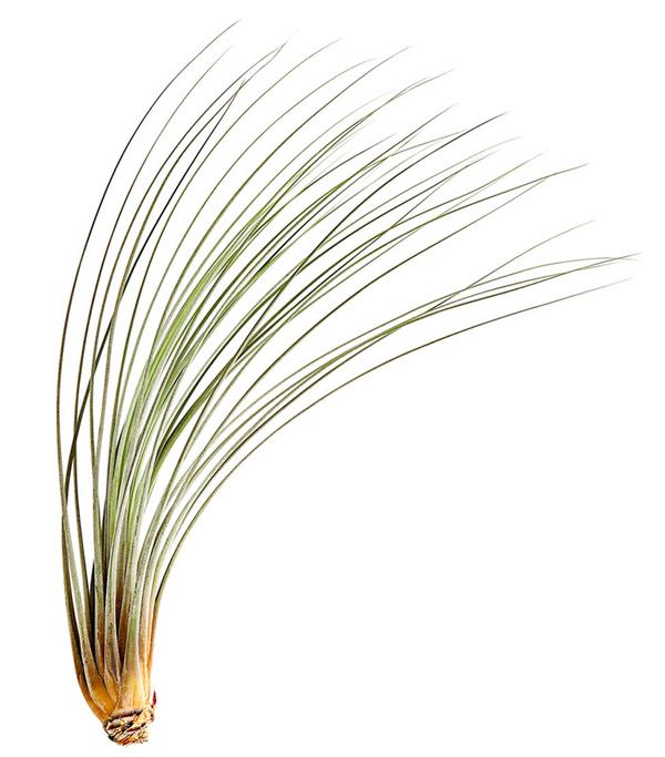 Tillandsie - Tillandsia cultivars groß,