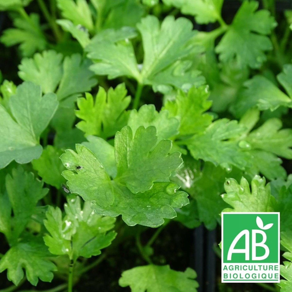 Persil commun bio/petroselinum sativum[-]godet