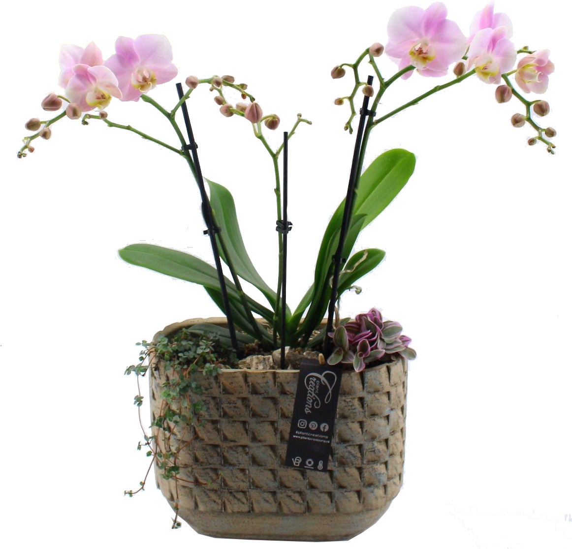 Intratuin Arrangement Chique Vlinderorchidee (Phalaenopsis) in schaal D 26 H 55 cm