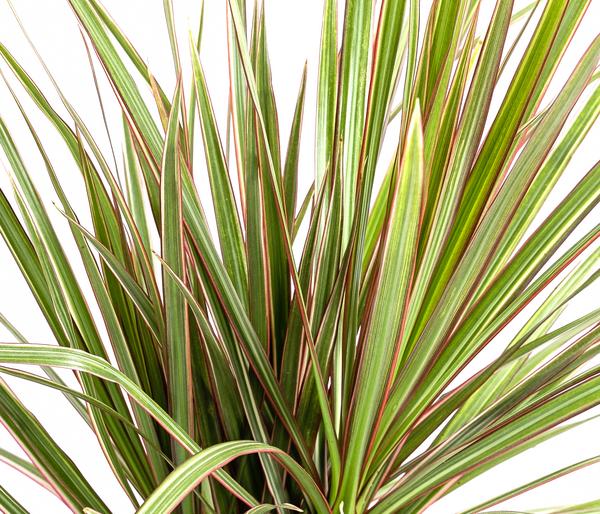 Drachenbaum - Dracaena marginata 'Bicolor'