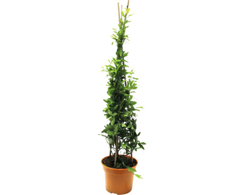 Biologische Granaatappelstruik FloraSelf Organic Punica granatum 'Molar' H 40-60 cm Co 3 L