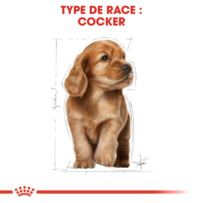 Royal Canin Cocker Puppy