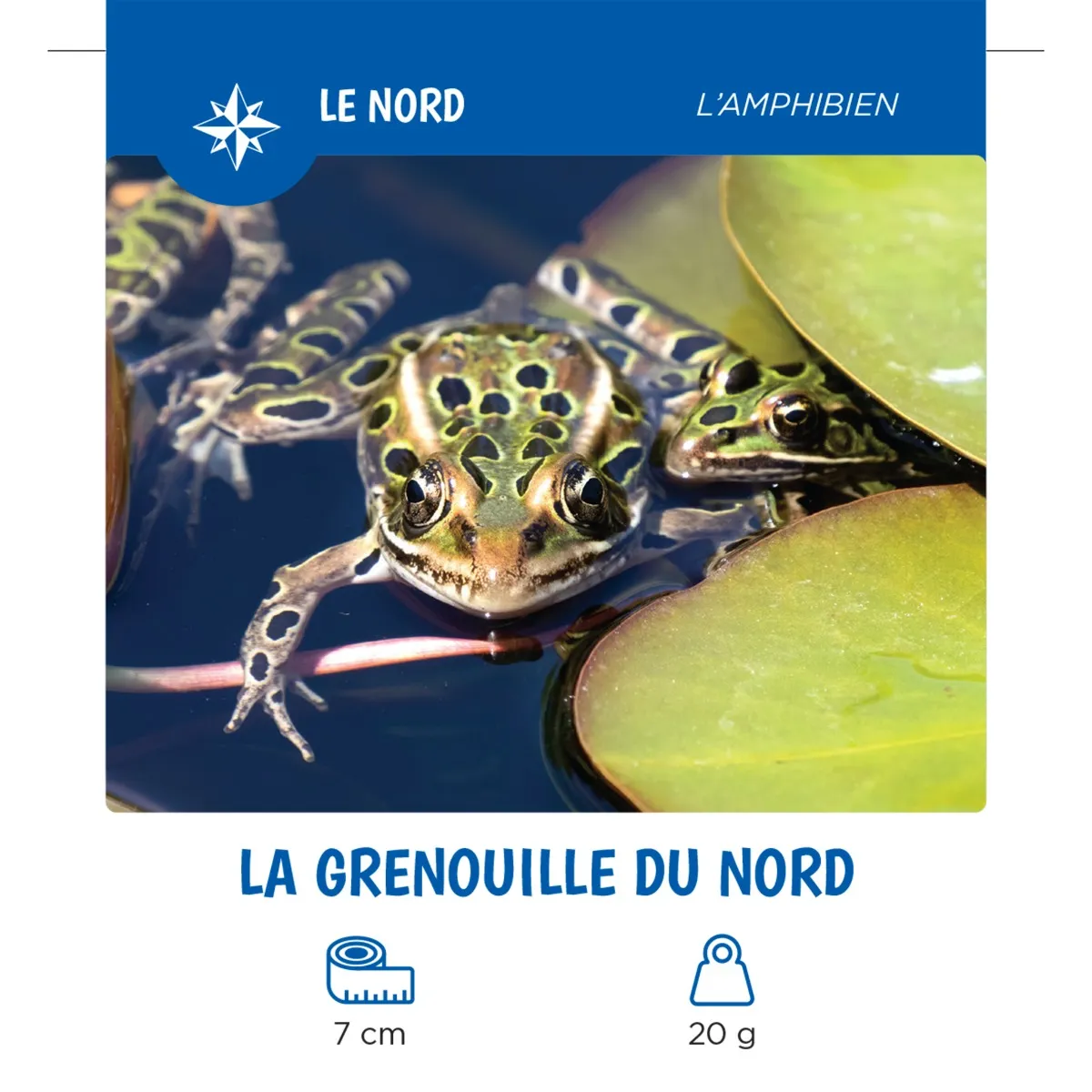 Auzou Les Animaux Du Québec