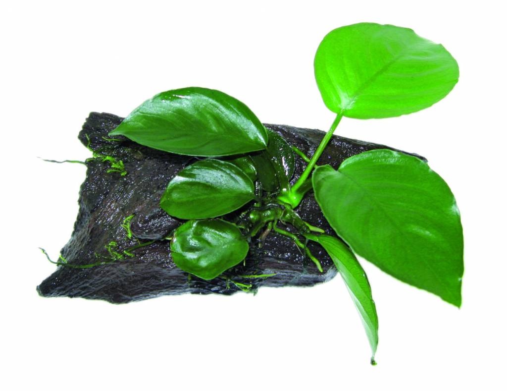 Waterplant Wood Anubias SS