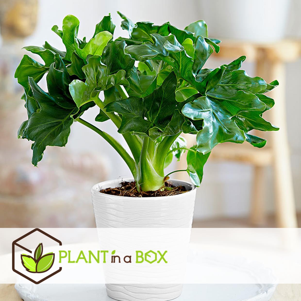 Plantes d'intérieur purificatrices d'air - mix de 5 - pot 12cm - hauteur 25-40cm