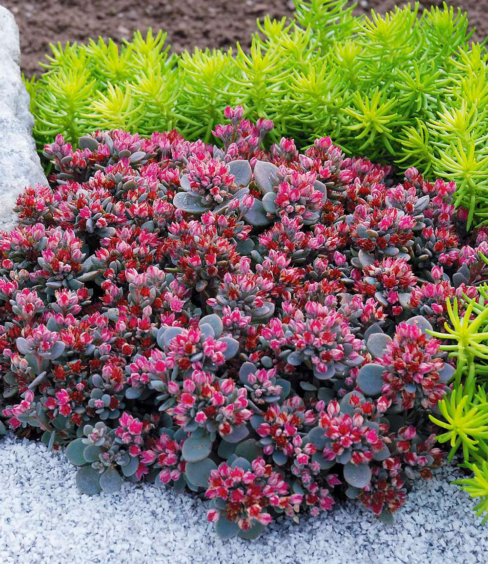 Sedum Sun Sparkler® 'Sedoro Blue Elf'