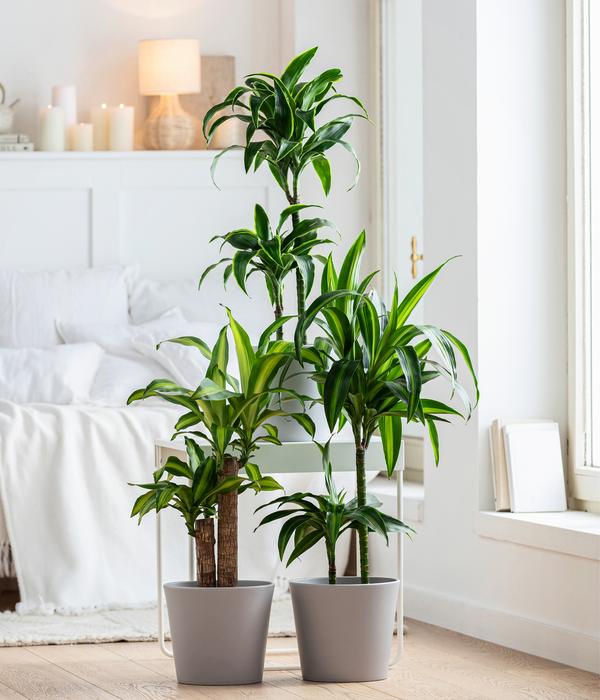 Drachenbaum - Dracaena deremensis 'Dorado'