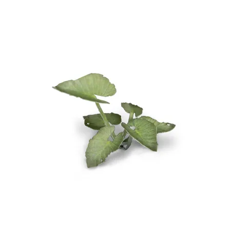 Gamer Grass Basis Gestaltung Pflanzen Elephant Ear, 51er Packung